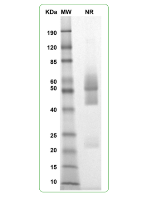 MW: Molecular Weight marker reduced condition
NR: TIGIT dimer under non-reducing condition